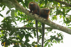 Plecturocebus discolor