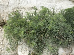 Crithmum maritimum