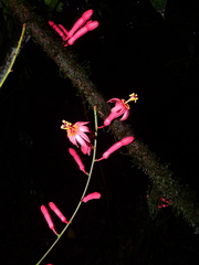 Passiflora saulensis