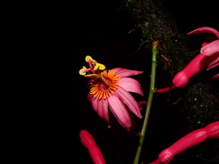 Passiflora saulensis