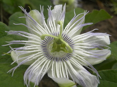 Passiflora moritziana