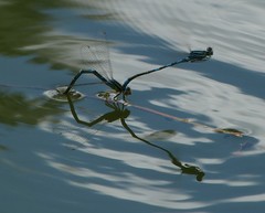 Coenagrion scitulum