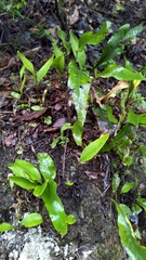 Lepisorus obscurevenolusus