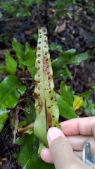 Lepisorus obscurevenolusus