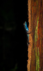 Sphenomorphus cyanolaemus
