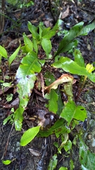 Lepisorus obscurevenolusus