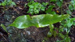 Lepisorus obscurevenolusus