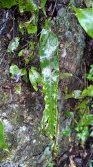 Lepisorus obscurevenolusus