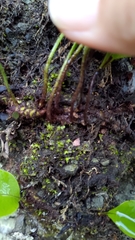 Lepisorus obscurevenolusus