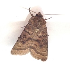 Hoplodrina octogenaria