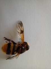 Volucella elegans