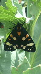 Callimorpha dominula