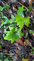 Doryopteris concolor
