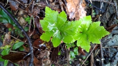 Doryopteris concolor