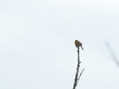 Emberiza cirlus