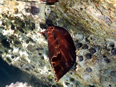 Aplysia fasciata image