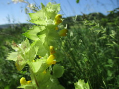 Rhinanthus alectorolophus