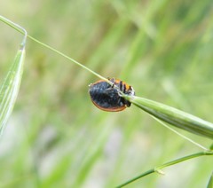 Coccinella septempunctata