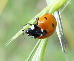 Coccinella septempunctata