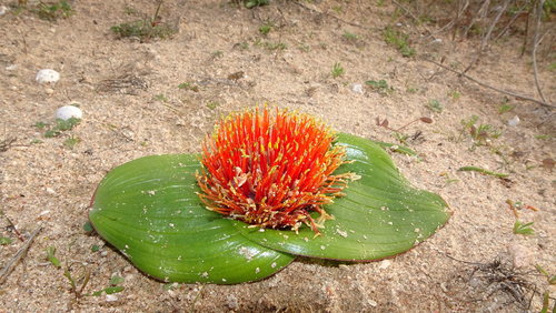 Image of Daubenya zeyheri by (c) Paul Emms, some rights reserved (CC BY-SA)