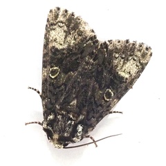 Craniophora ligustri