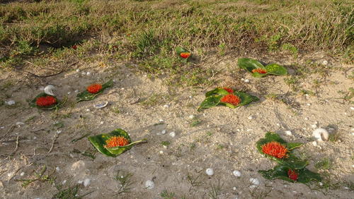 Image of Daubenya zeyheri by (c) Paul Emms, some rights reserved (CC BY-SA)