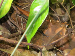 Eutropis rudis