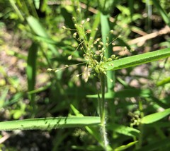 Dichanthelium scabriusculum