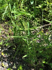 Dichanthelium scabriusculum