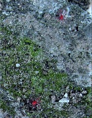 Tetranychus cinnabarinus