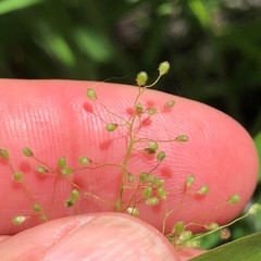 Dichanthelium scabriusculum