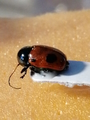 Cryptocephalus bipunctatus