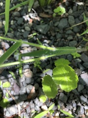 Dichanthelium scabriusculum