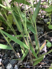 Dichanthelium scabriusculum