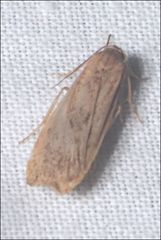 Scoliacma pactolias