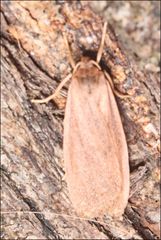 Scoliacma pactolias