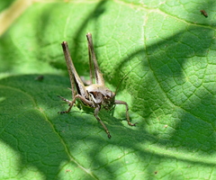 Pholidoptera macedonica