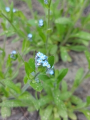 Myosotis