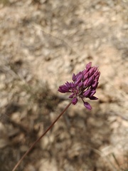 Allium pruinatum