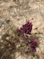 Allium pruinatum