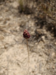 Allium pruinatum