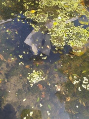 Anura