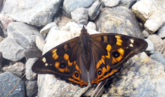 Apatura bieti