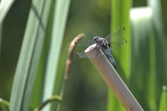 Libellula fulva