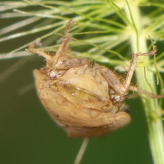 Negosiana dualis