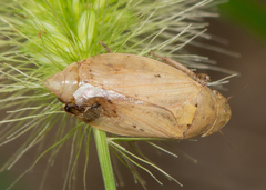 Negosiana dualis