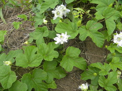 Passiflora moritziana