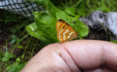 Melitaea jezabel