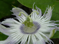Passiflora moritziana