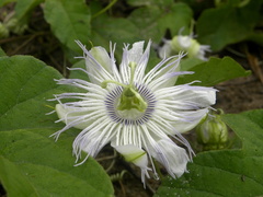 Passiflora moritziana